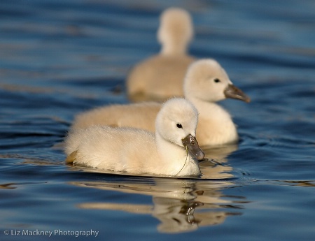 Cygnet and Siblings