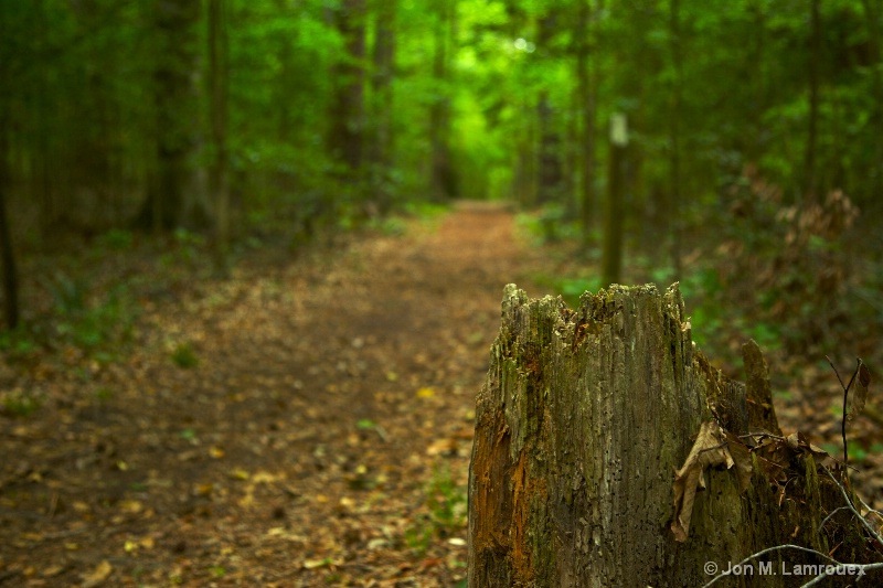 Stump in the Path