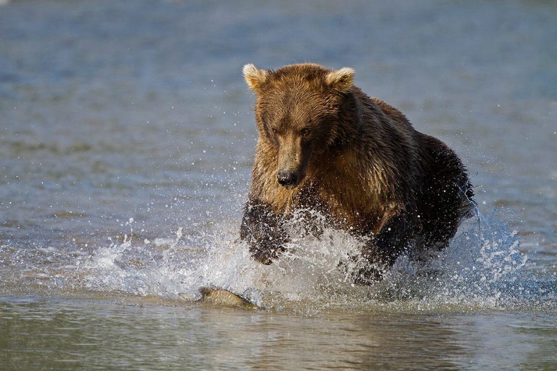 Coastal Brown Bear chasing a salmon in sight