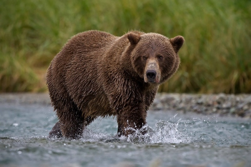 Coastal Brown Bear in a stream looking