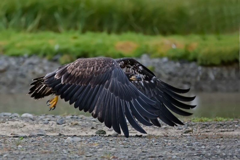 Immature American Bald Eagle taking off