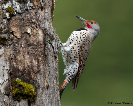 Northern Flicker