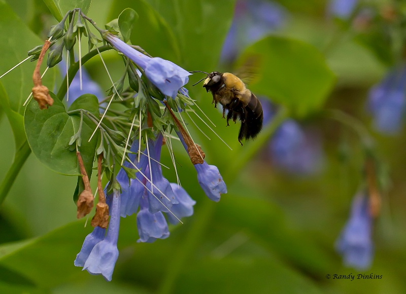 Bluebell Bumble Bee