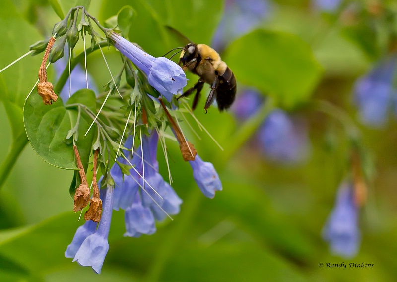 Bluebell Bumble Bee 2