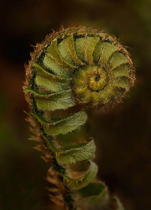 Fern Spiral