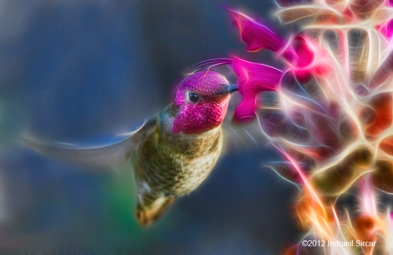 Anna's Hummingbird