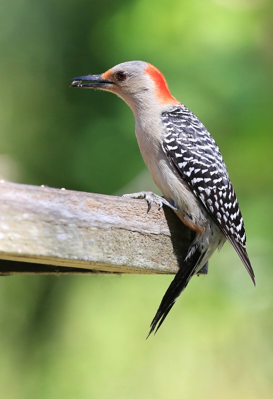 Hungary Red-bellied Woodpecker