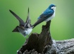 Tree Swallows #2