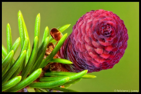 Norway Spruce Cone Flower