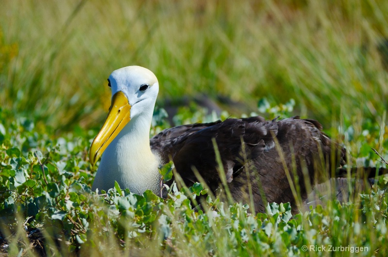 albatross in grass dsc5374 - ID: 12955758 © Rick Zurbriggen