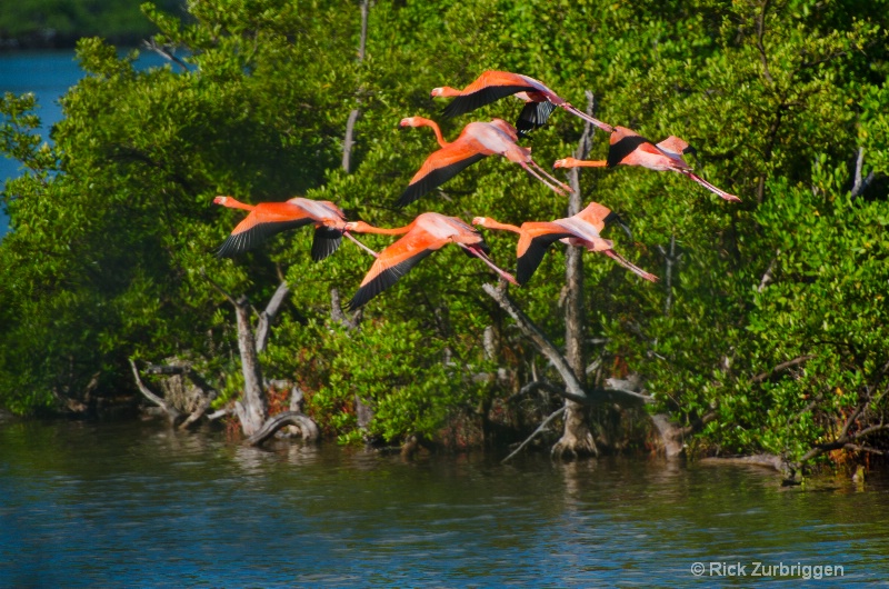 flamingo flight dsc5492 - ID: 12955800 © Rick Zurbriggen