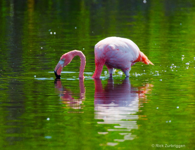 flamingo in green water 11x8.5 dsc5829 - ID: 12955806 © Rick Zurbriggen