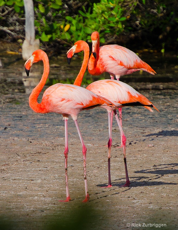 flamingos 11x8.5 dsc5485 - ID: 12955815 © Rick Zurbriggen