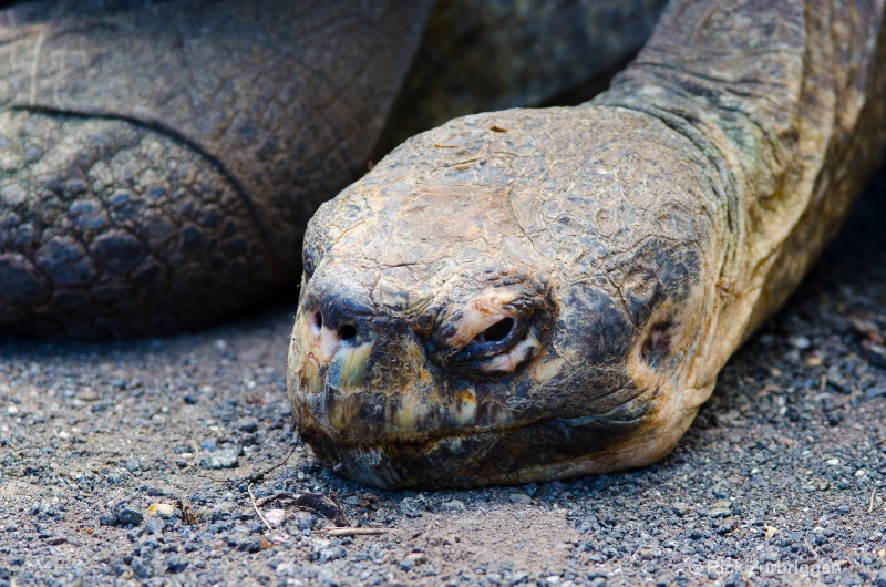 galalpagos land tortoise resting head dsc5873 - ID: 12955849 © Rick Zurbriggen