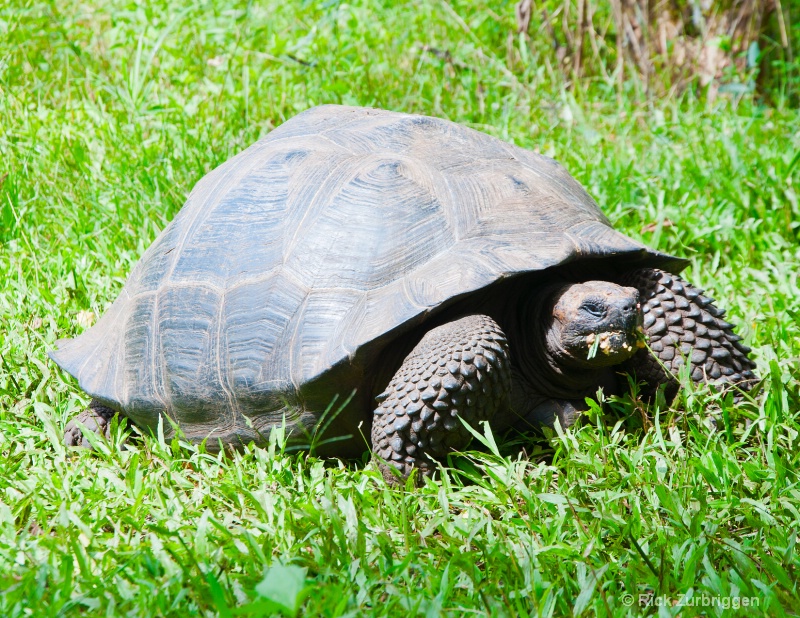 galapagos land tortoise eating in grass  dsc0073