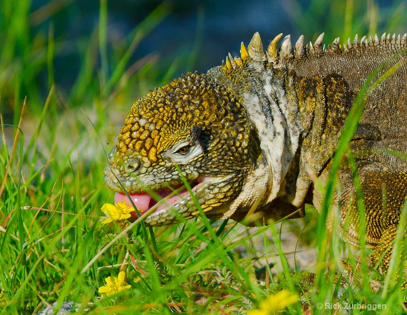 land iguana licking flower dsc5952 - ID: 12955961 © Rick Zurbriggen