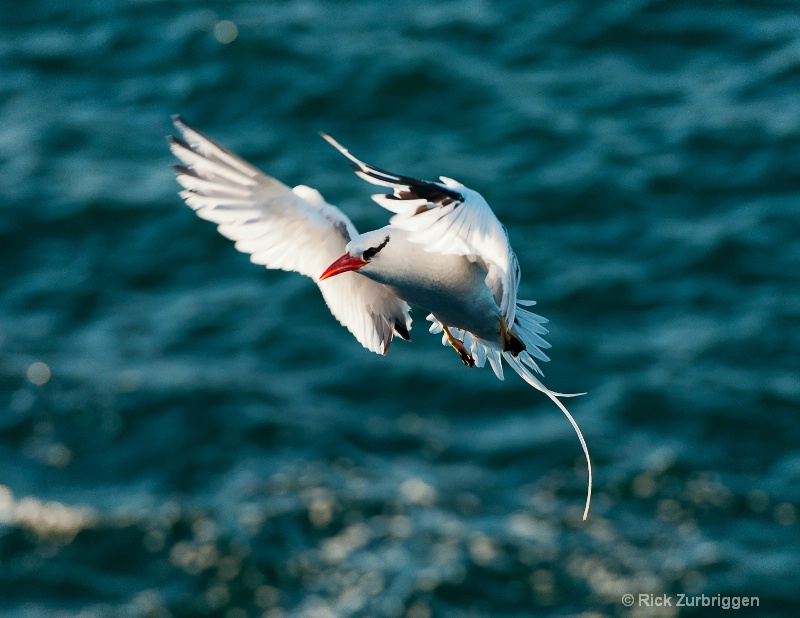 red billed tropica bird  11x8.5 dsc0997 - ID: 12956084 © Rick Zurbriggen