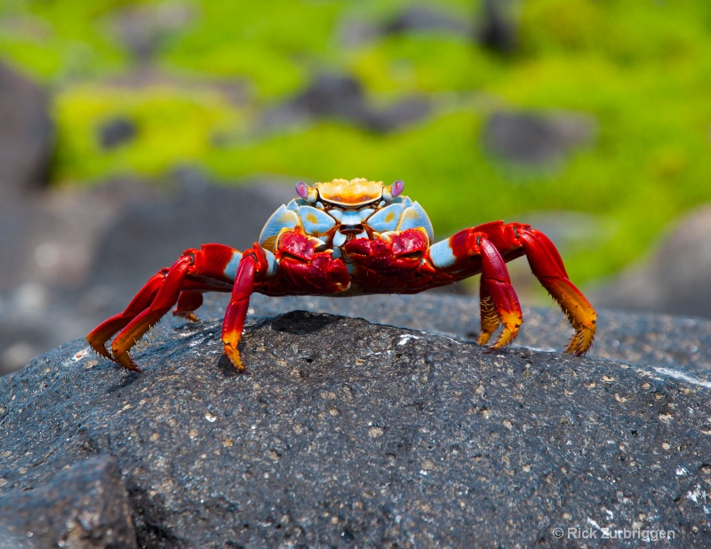 sally lightfoot crab dsc0738 - ID: 12956104 © Rick Zurbriggen