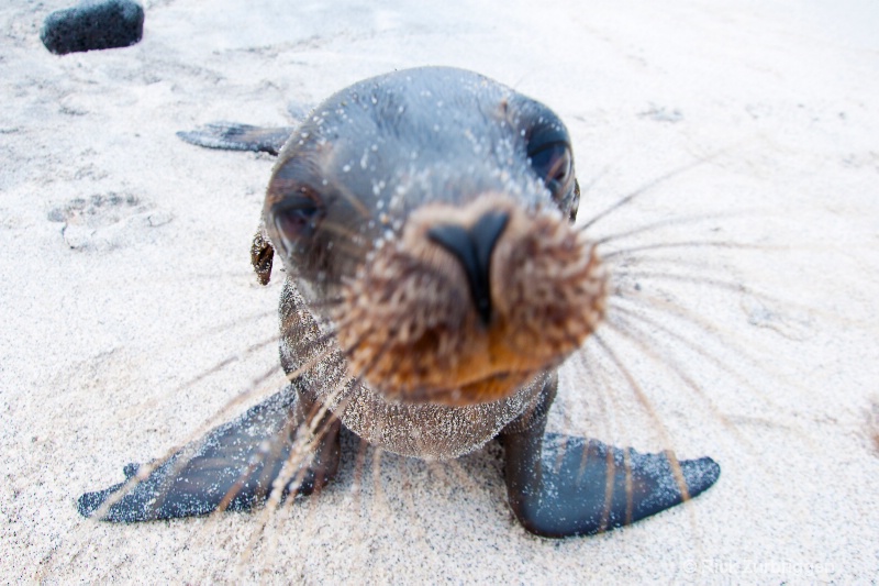 sea lion pup face in lens 20x30 dsc0666 - ID: 12956125 © Rick Zurbriggen