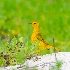 © Rick Zurbriggen PhotoID # 12956221: yellow warbler dsc5055