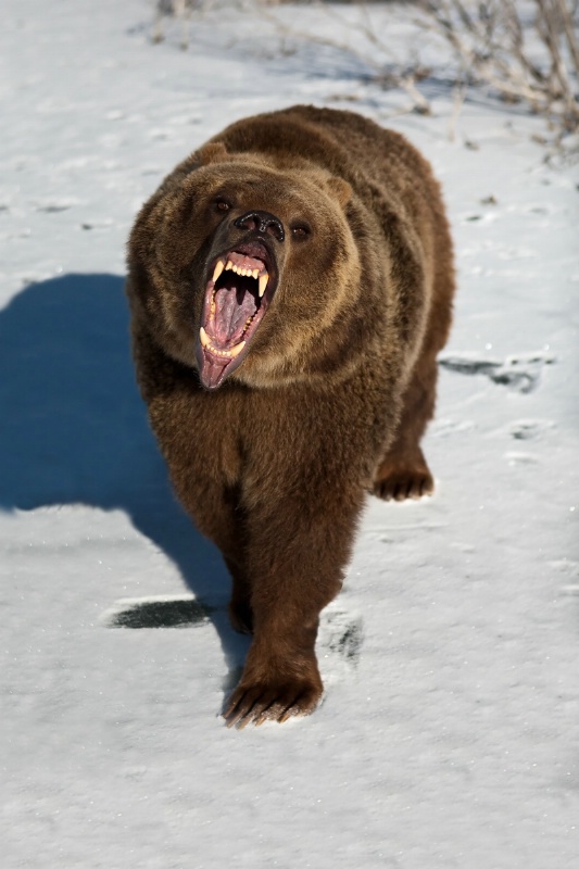 Grizzly Bear Snarling