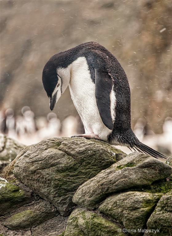 Adelie penguin in the snow in Antarctica