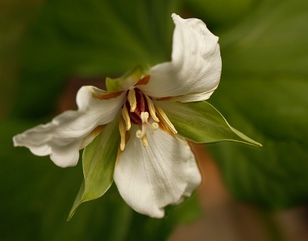 Wild Trillium