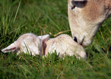 Sweet Spring Lamb