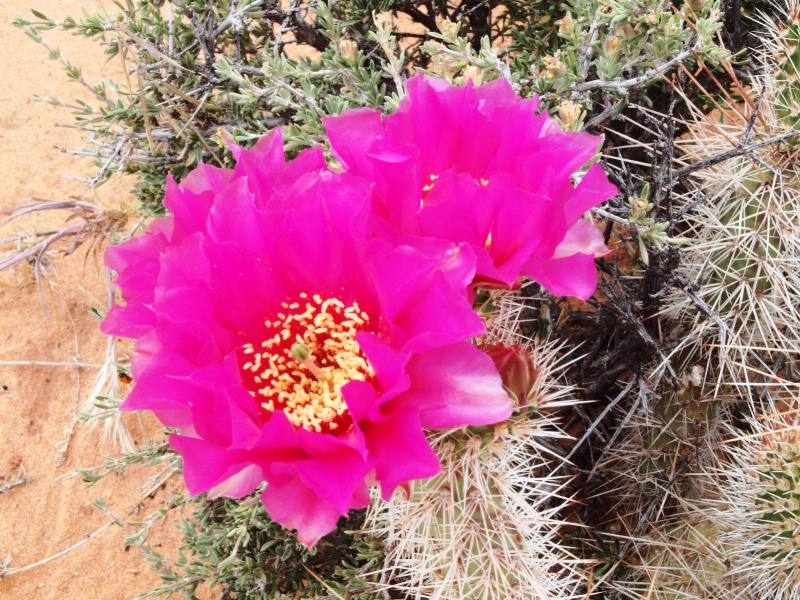 Beavertail Cactus