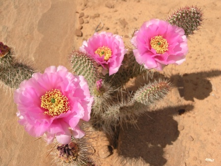 Beavertail Cactus