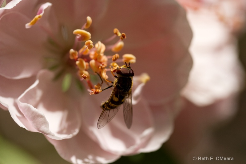 Crabapples and Bees 2