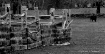 Old Wooden Fence