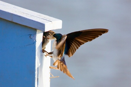 Swallow all your food