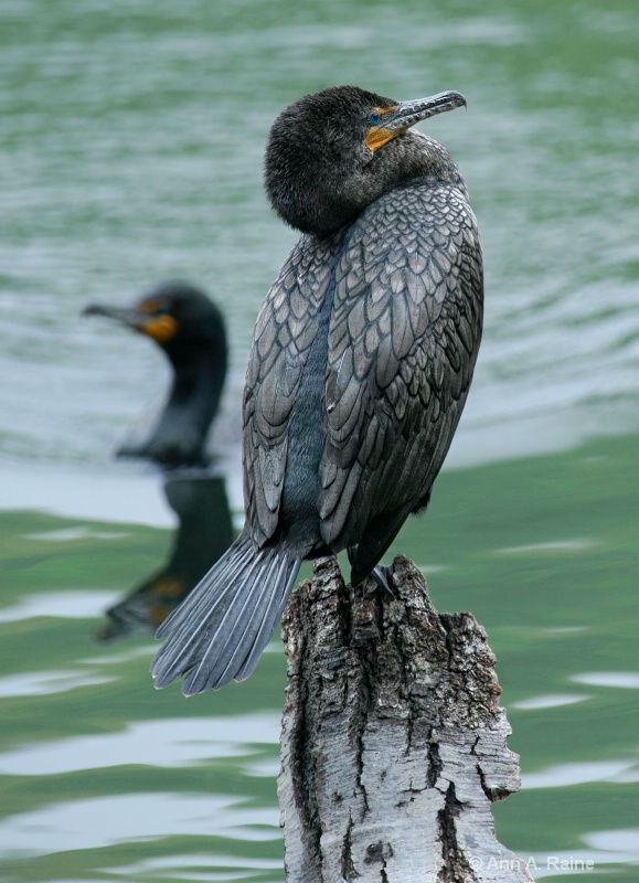 Double-crested Cormorant #1