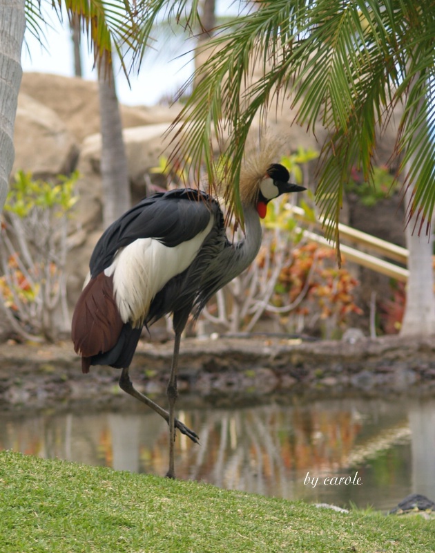 bird in paradise....