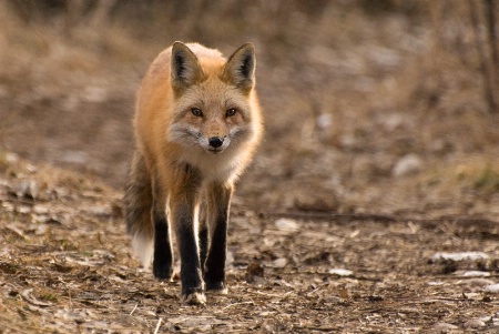 Fox approaching