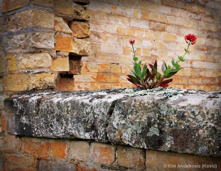 Wall Flower