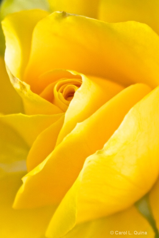 Yellow Rose of CA