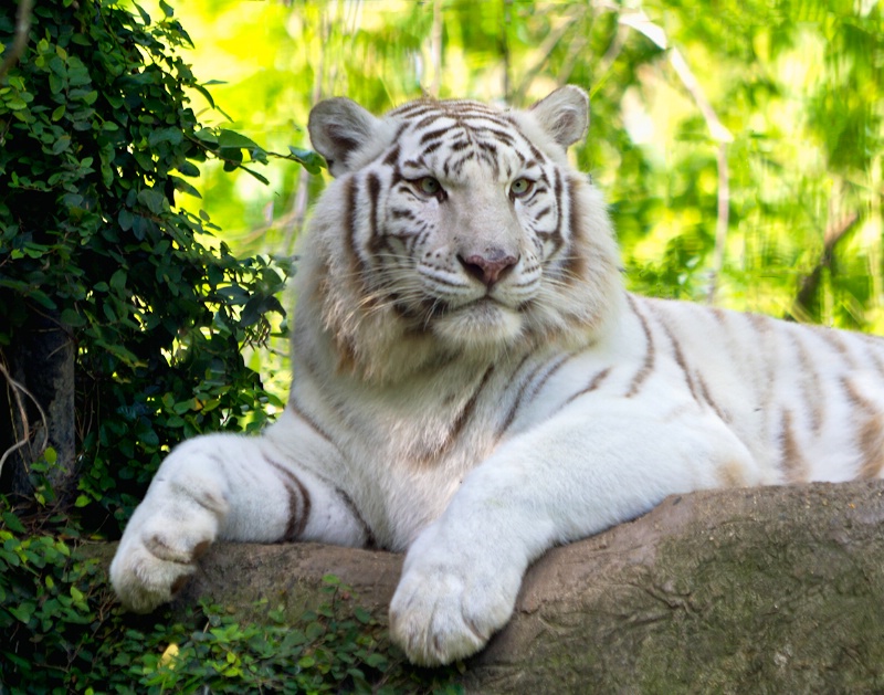 White Tiger