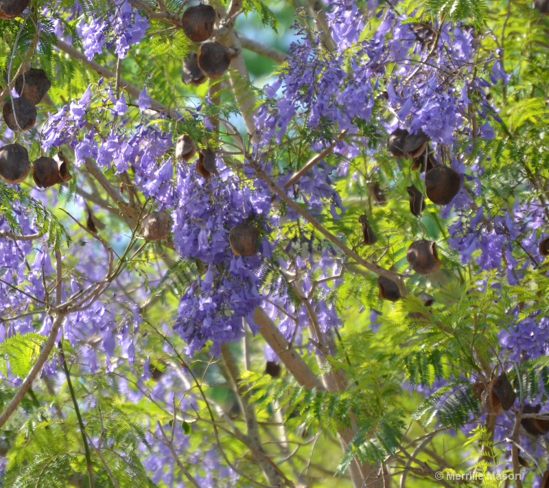 purple flowering tree