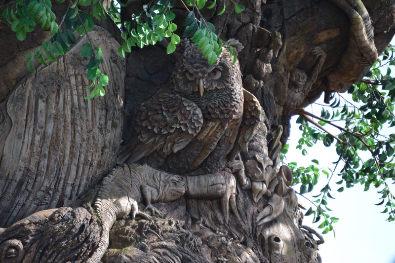 tree of life at animal kingdom, Disney Florida