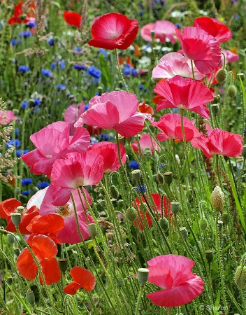 Pink Poppies