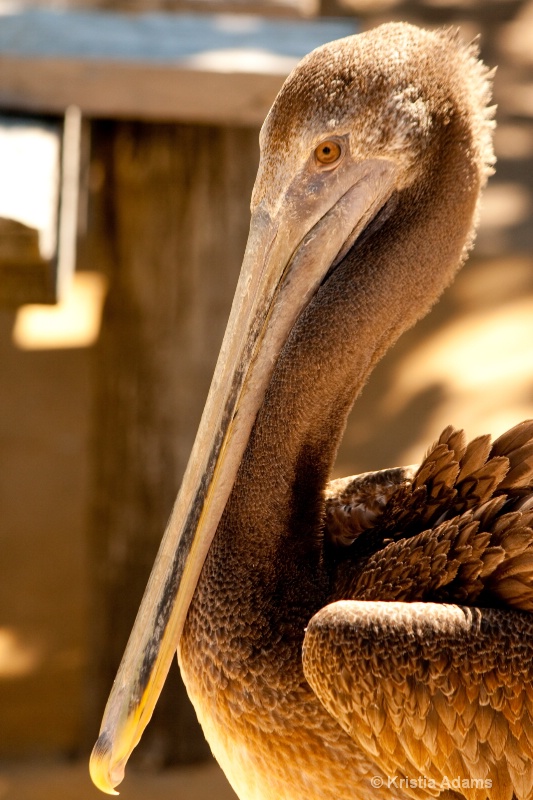 Pelican Profile