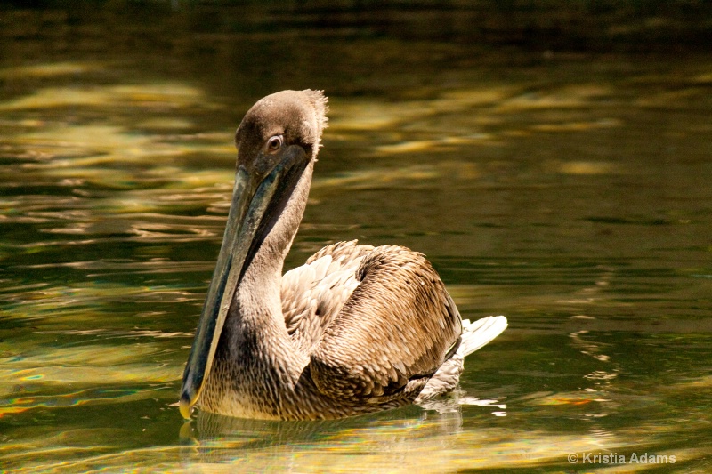 Swimming Pelican