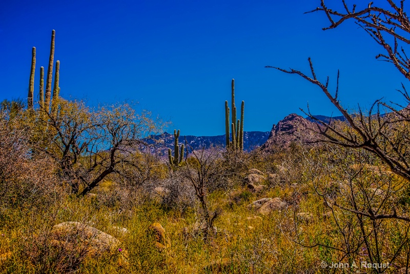  mg 1216 Sonoran Desert at Catalina Mountains - ID: 12961005 © John A. Roquet