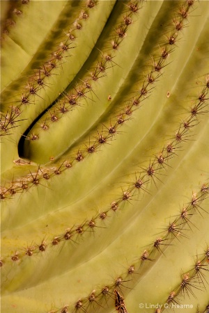 Saguaro Cactus Up Close