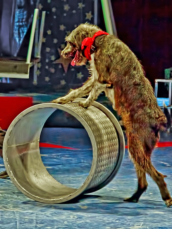 Circus Dog