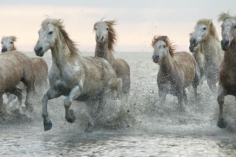 Camargue Wild Horses of France