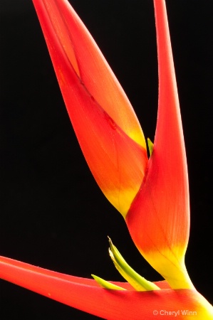  Heliconia