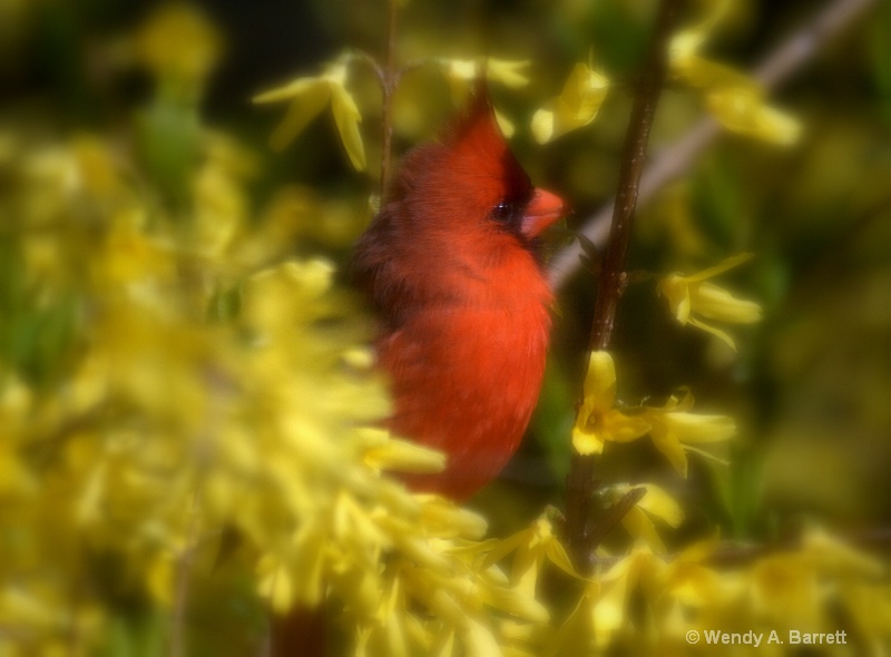 Bird of HOPE - ID: 12962580 © Wendy A. Barrett